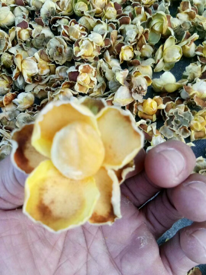 野生金茶花