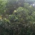 野生金茶花