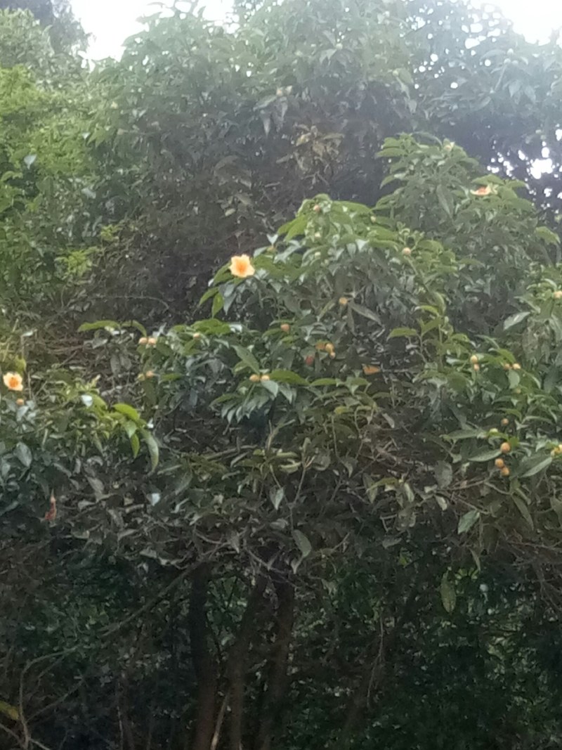 野生金茶花