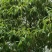 野生金茶花
