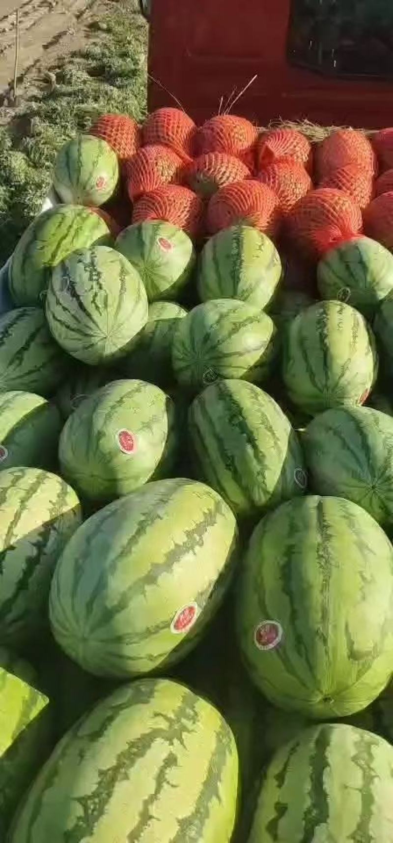 新疆西瓜昌吉西瓜老龙河西瓜金城5号西瓜，大量上市，全国代发