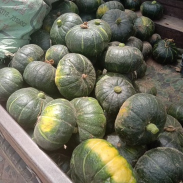 饶阳北瓜大量上市有需要的联系