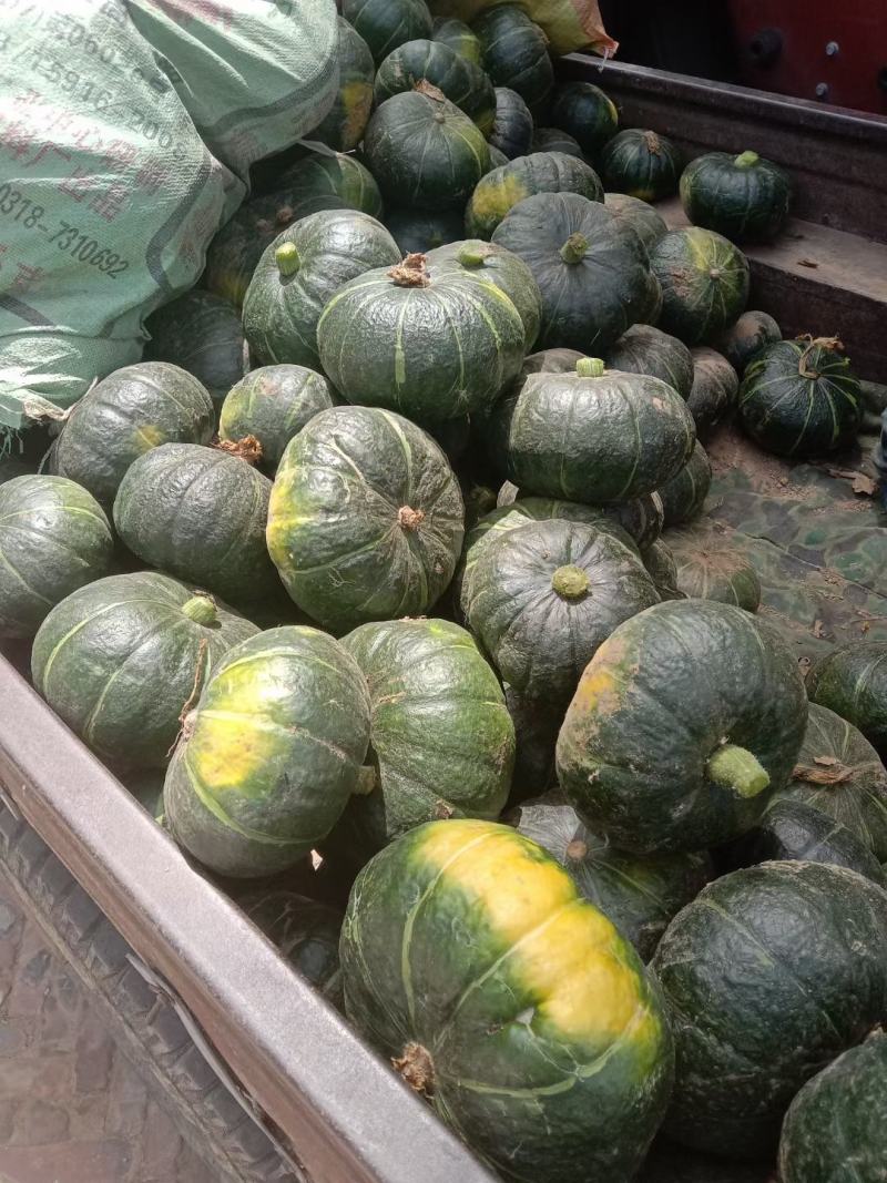 饶阳北瓜大量上市有需要的联系
