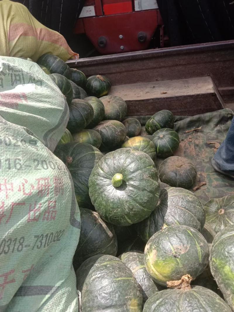饶阳北瓜大量上市有需要的联系