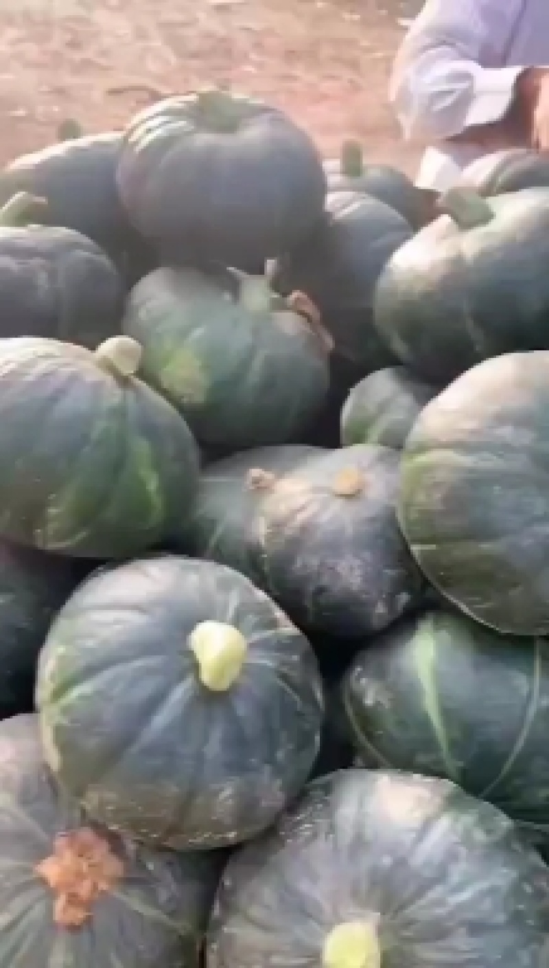 饶阳北瓜大量上市有需要的联系