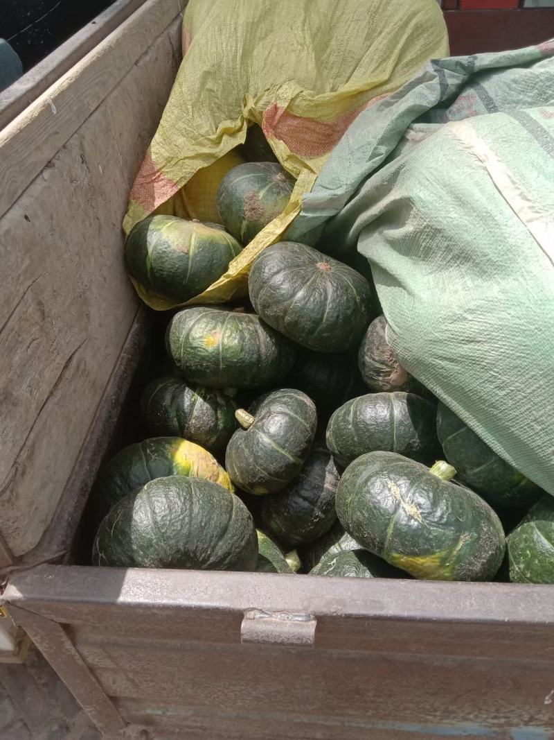 饶阳北瓜大量上市有需要的联系