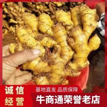 广西窖藏大小黄姜产地批发一手货源全国物流发货