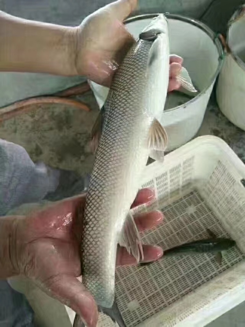 鳕鱼苗
