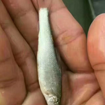 鳕鱼苗