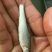 鳕鱼苗