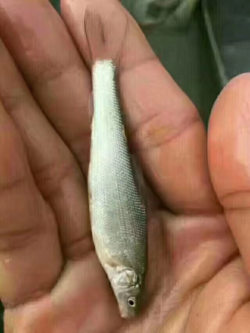 鳕鱼苗