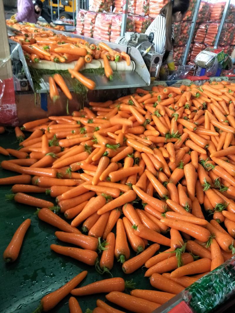 胡萝卜精品水洗大量供应国内出口