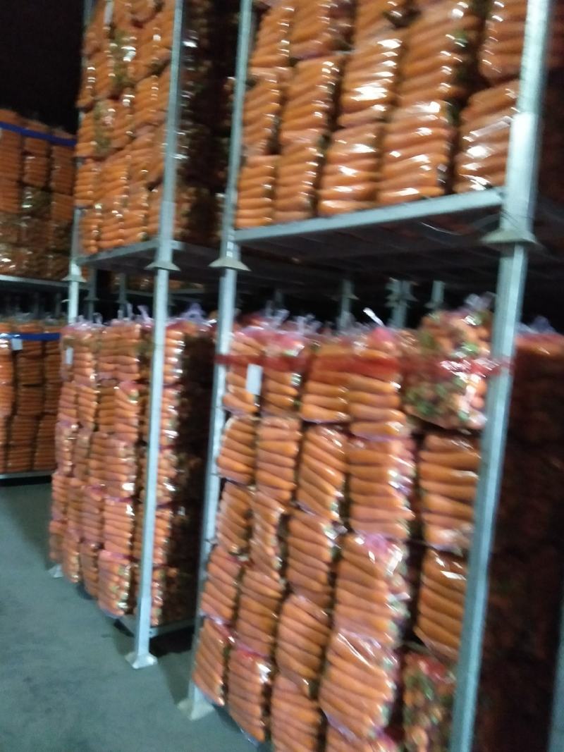 胡萝卜精品水洗大量供应国内出口