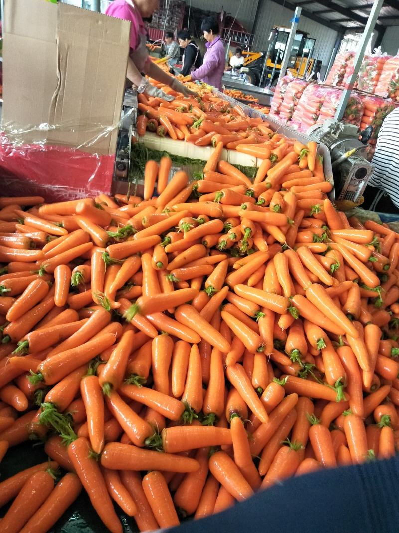 胡萝卜精品水洗大量供应国内出口