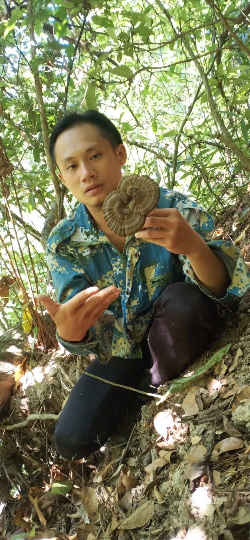 广东罗定特色香血灵芝，非常之香，吃过都回头，今年干货