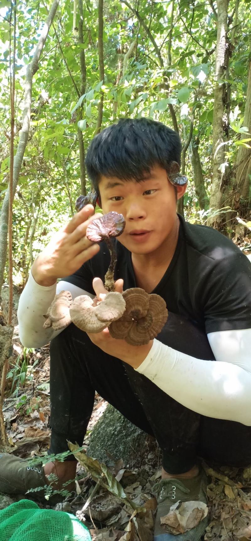 广东罗定特色香血灵芝，非常之香，吃过都回头，今年干货