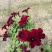 牵牛花五彩牵牛双色盆物优价廉基地直供