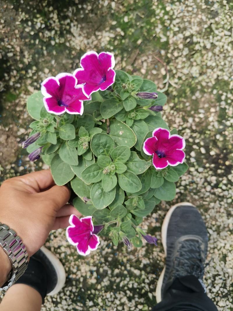 牵牛花五彩牵牛双色盆物优价廉基地直供