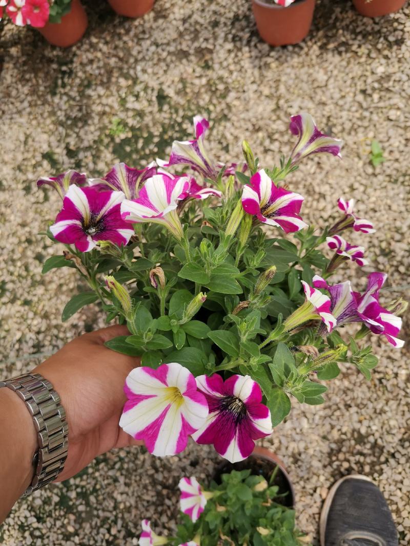牵牛花五彩牵牛双色盆物优价廉基地直供