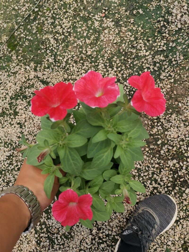 牵牛花五彩牵牛双色盆物优价廉基地直供