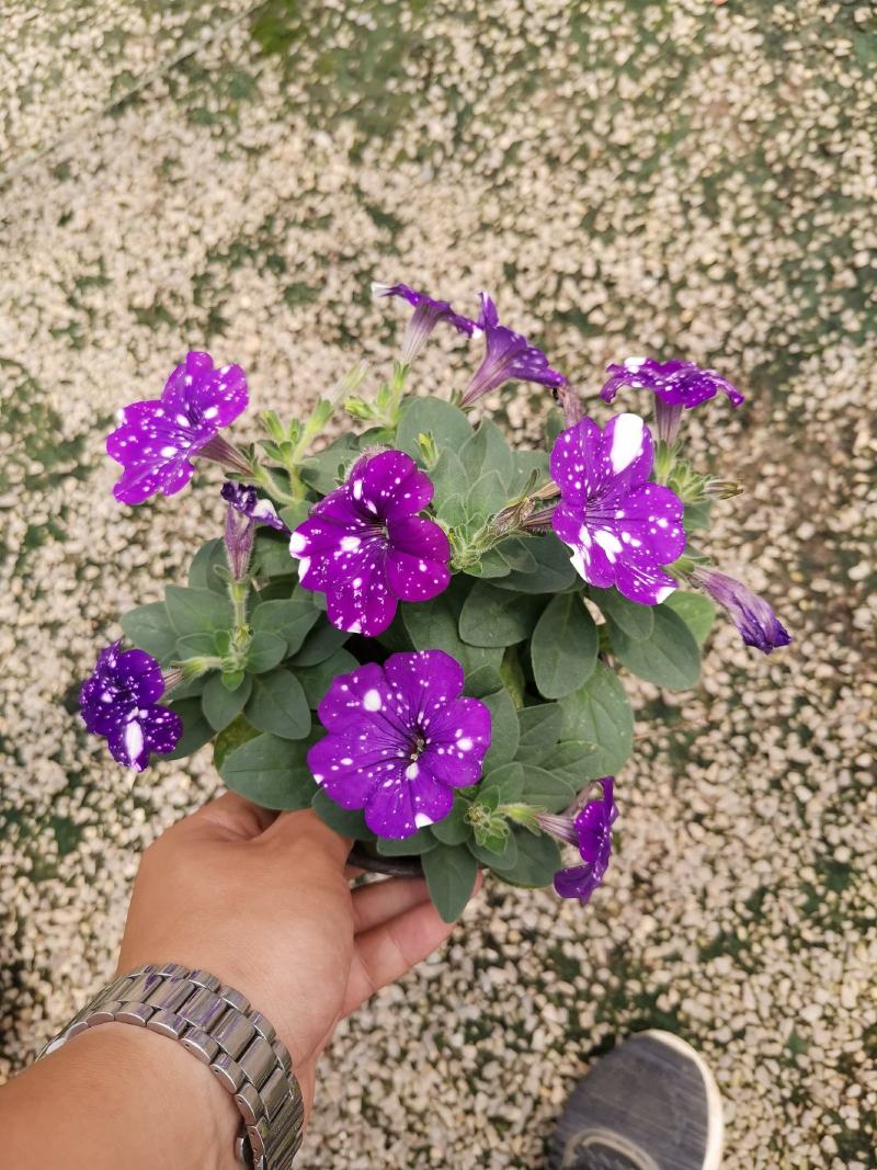 牵牛花五彩牵牛双色盆物优价廉基地直供