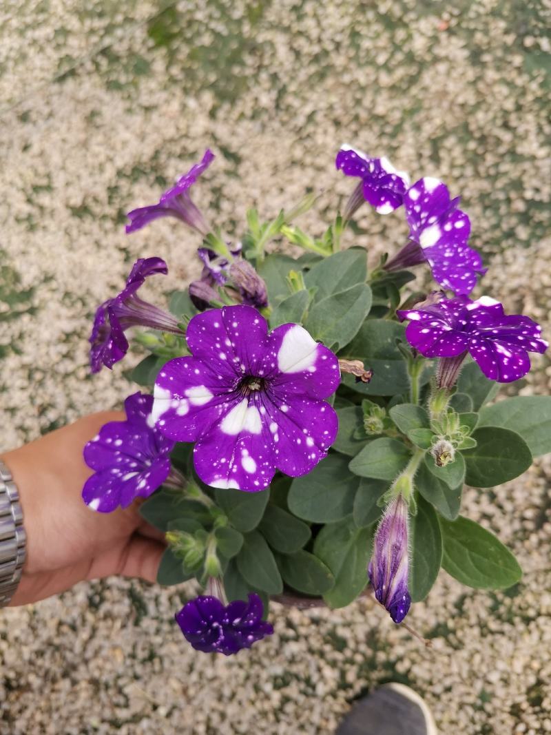 牵牛花五彩牵牛双色盆物优价廉基地直供
