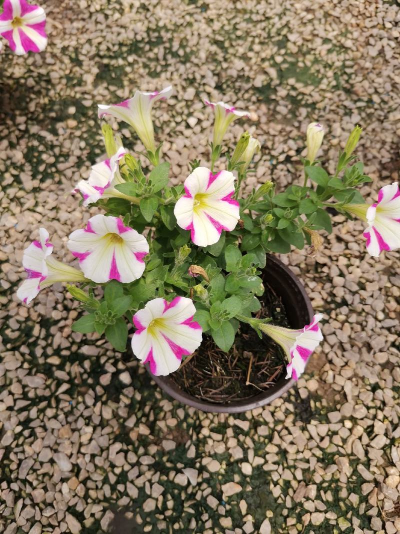 牵牛花五彩牵牛双色盆物优价廉基地直供