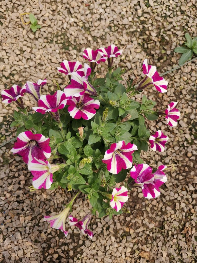 牵牛花五彩牵牛双色盆物优价廉基地直供