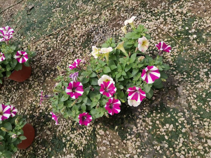牵牛花五彩牵牛双色盆物优价廉基地直供