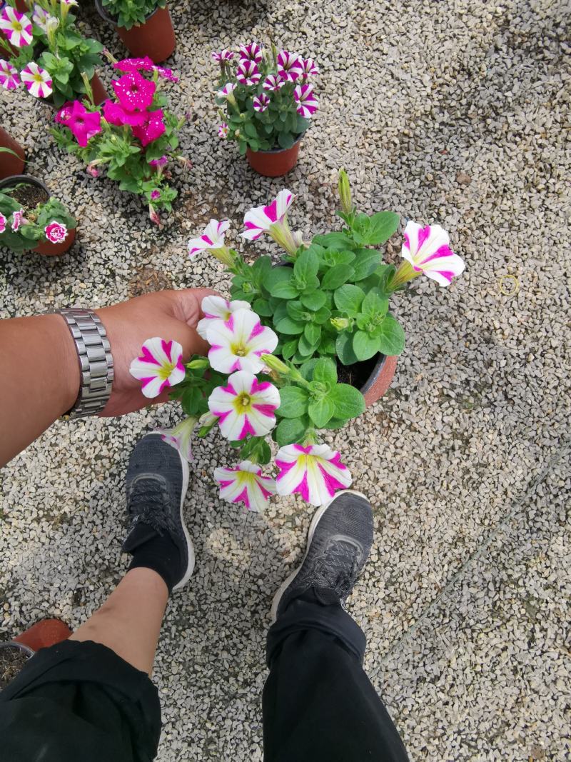 牵牛花五彩牵牛双色盆物优价廉基地直供