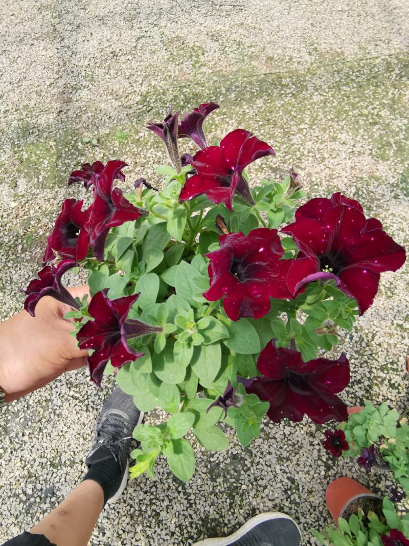 牵牛花五彩牵牛双色盆物优价廉基地直供