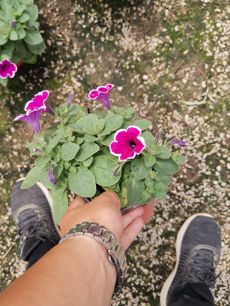 牵牛花五彩牵牛双色盆物优价廉基地直供