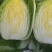 黄芯白菜义秋大量上市产地一手货源全国发货