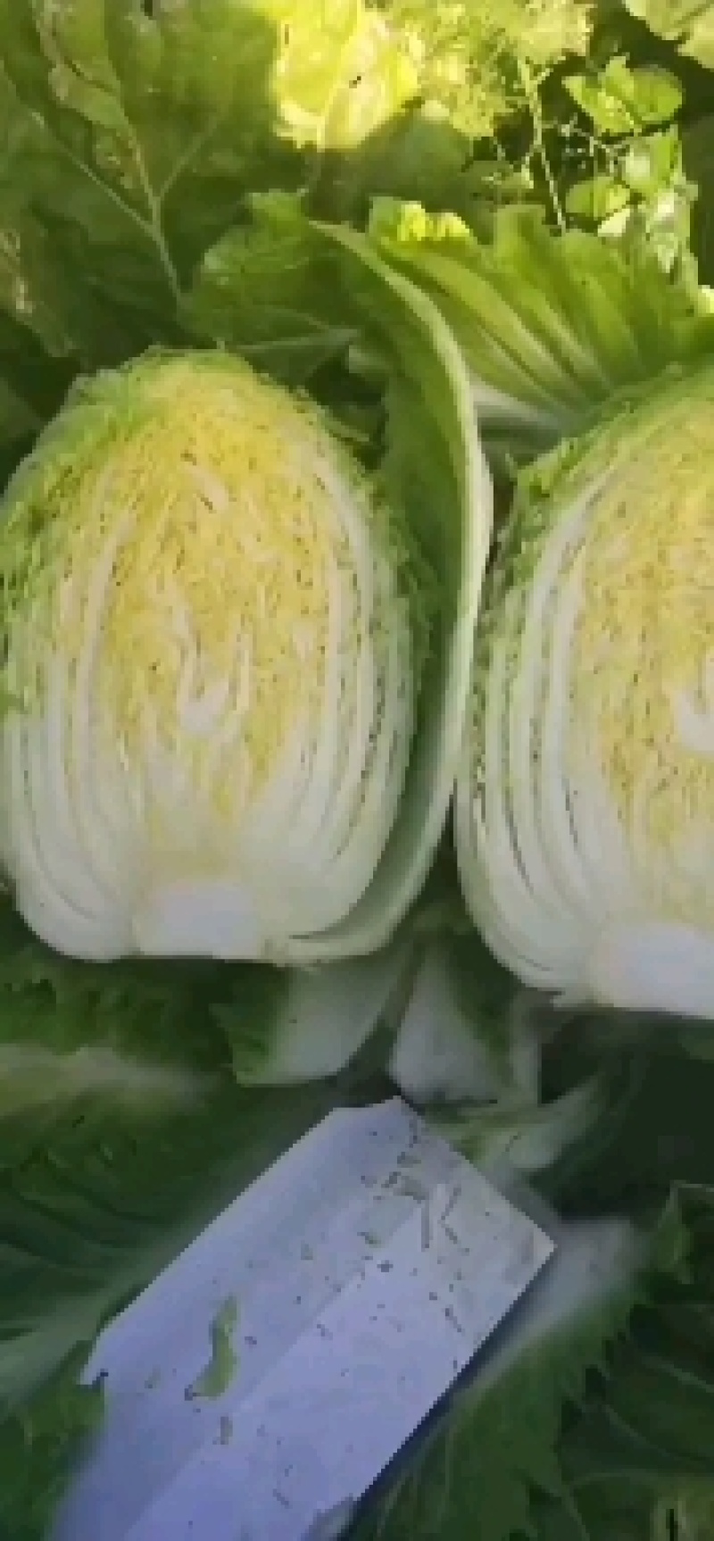 黄芯白菜义秋大量上市产地一手货源全国发货