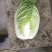 黄芯白菜义秋大量上市产地一手货源全国发货
