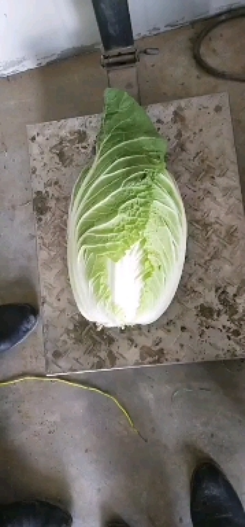 黄芯白菜义秋大量上市产地一手货源全国发货