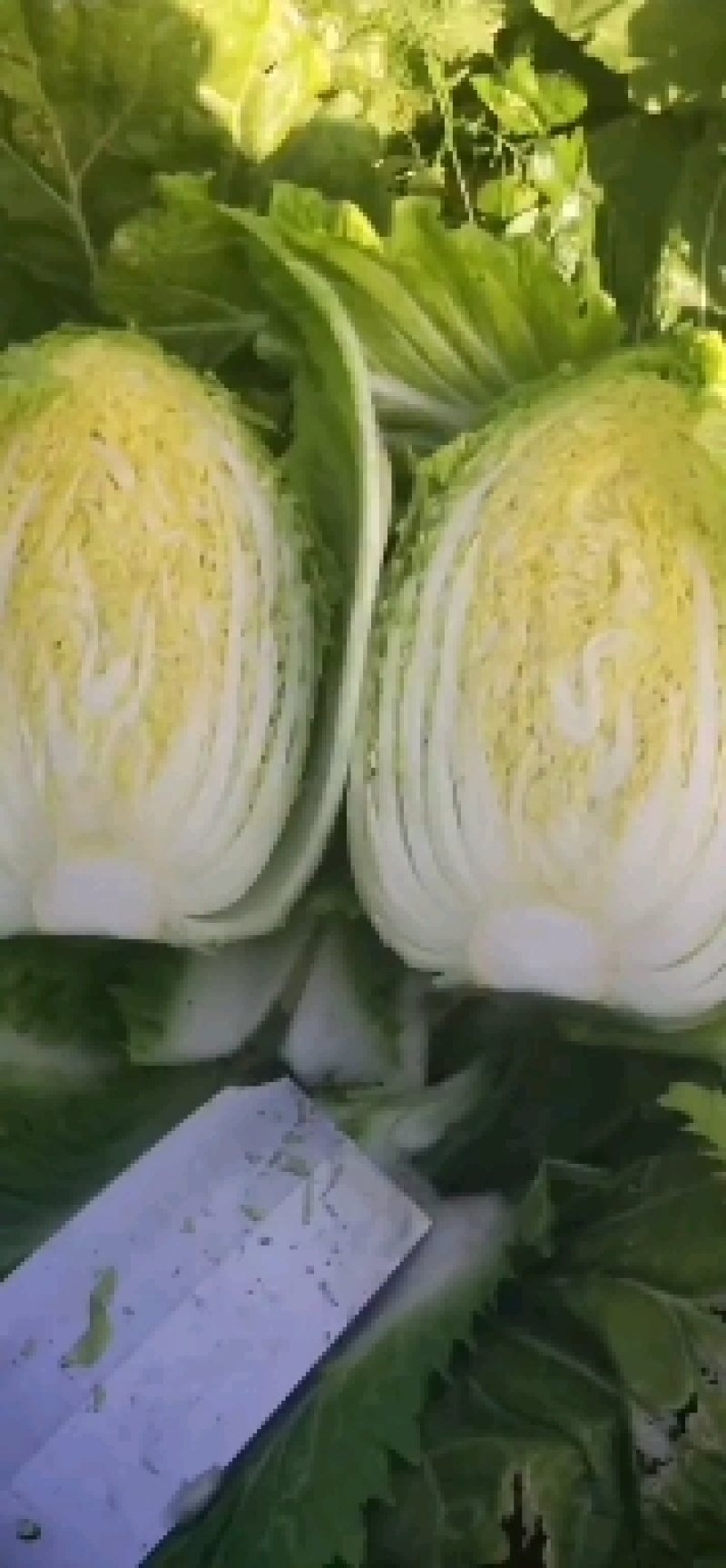 黄芯白菜义秋大量上市产地一手货源全国发货