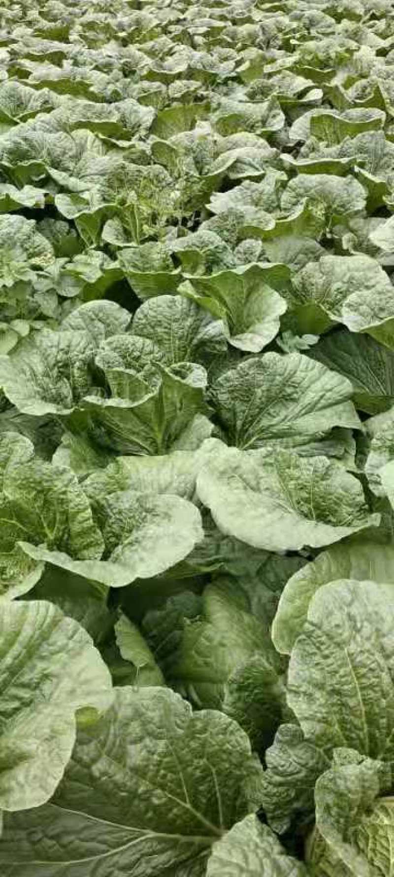 黄芯白菜义秋大量上市产地一手货源全国发货