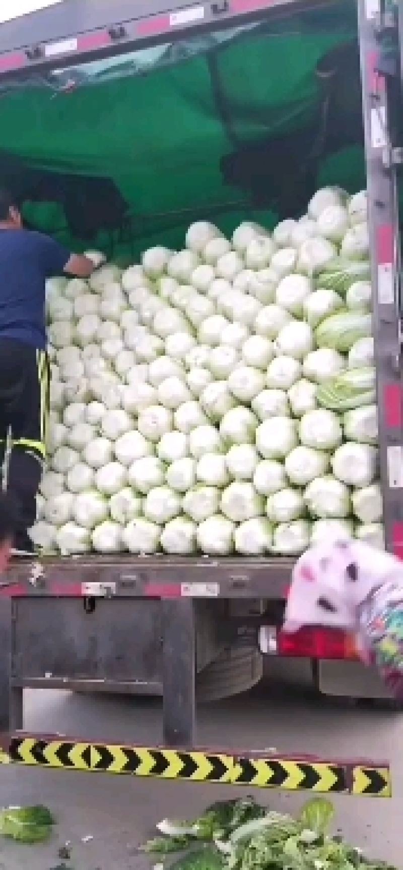 黄芯白菜义秋大量上市产地一手货源全国发货