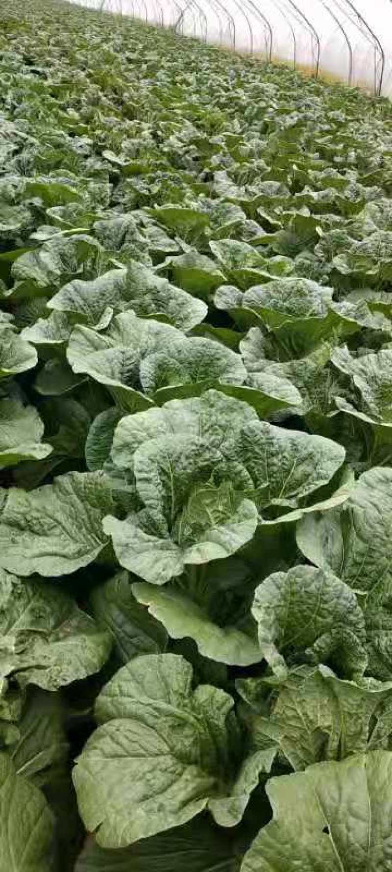 黄芯白菜义秋大量上市产地一手货源全国发货
