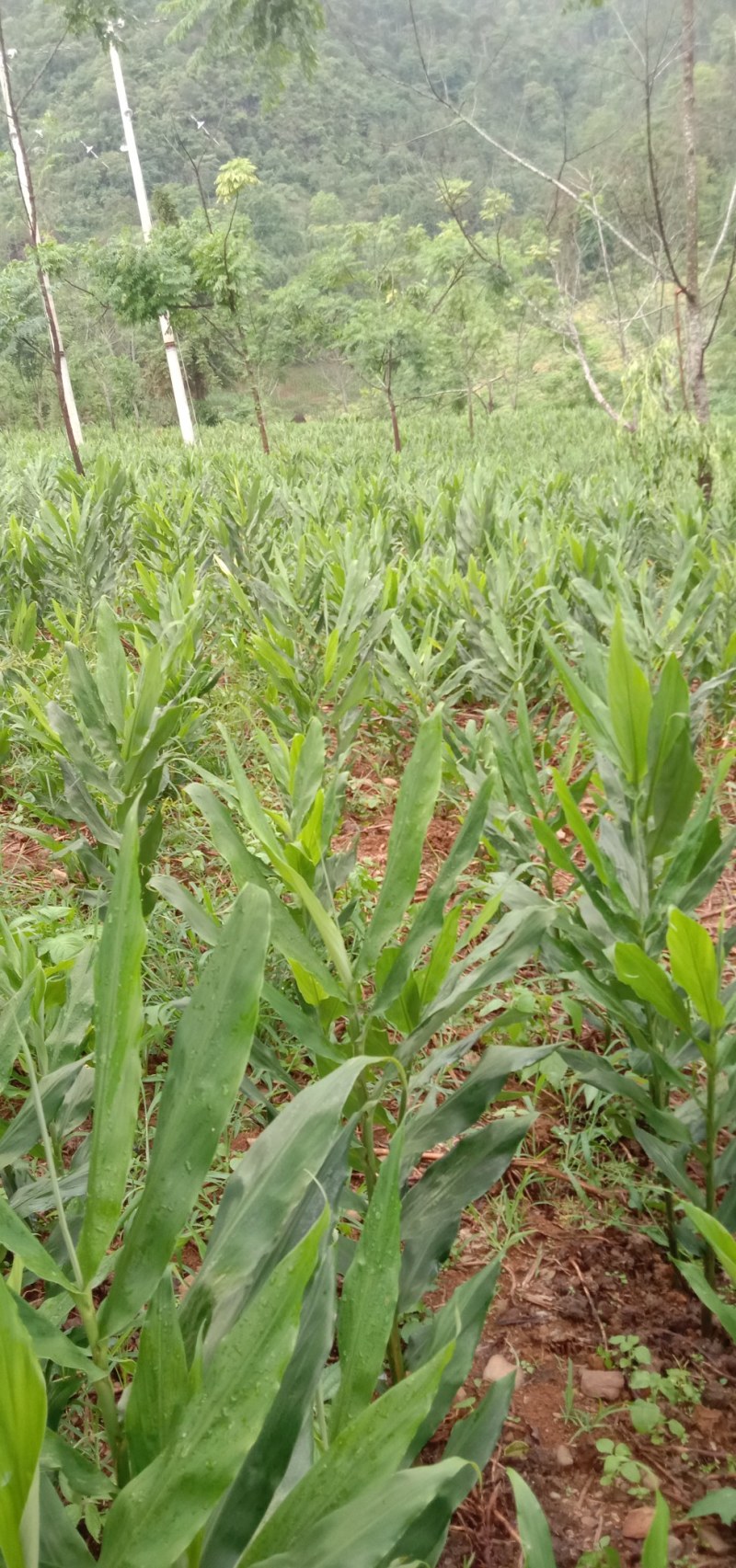【精品】云南文山洋荷，产地直发，质量保证，欢迎进店联系