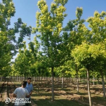 金叶复叶槭14公分量大15公分价格美丽好货不等人