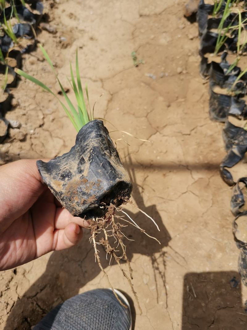菖蒲花菖蒲基地有货大量供应物优价廉