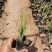 菖蒲花菖蒲基地有货大量供应物优价廉