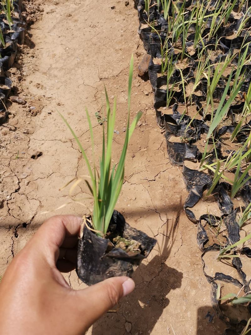 菖蒲花菖蒲基地有货大量供应物优价廉