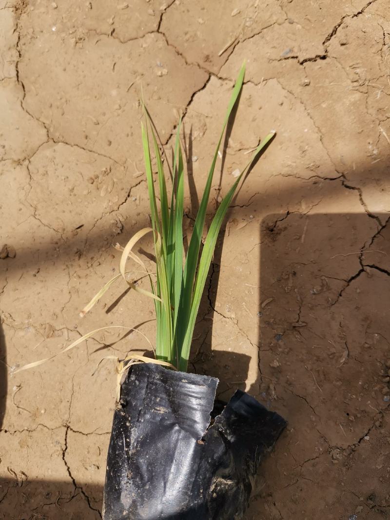 菖蒲花菖蒲基地有货大量供应物优价廉