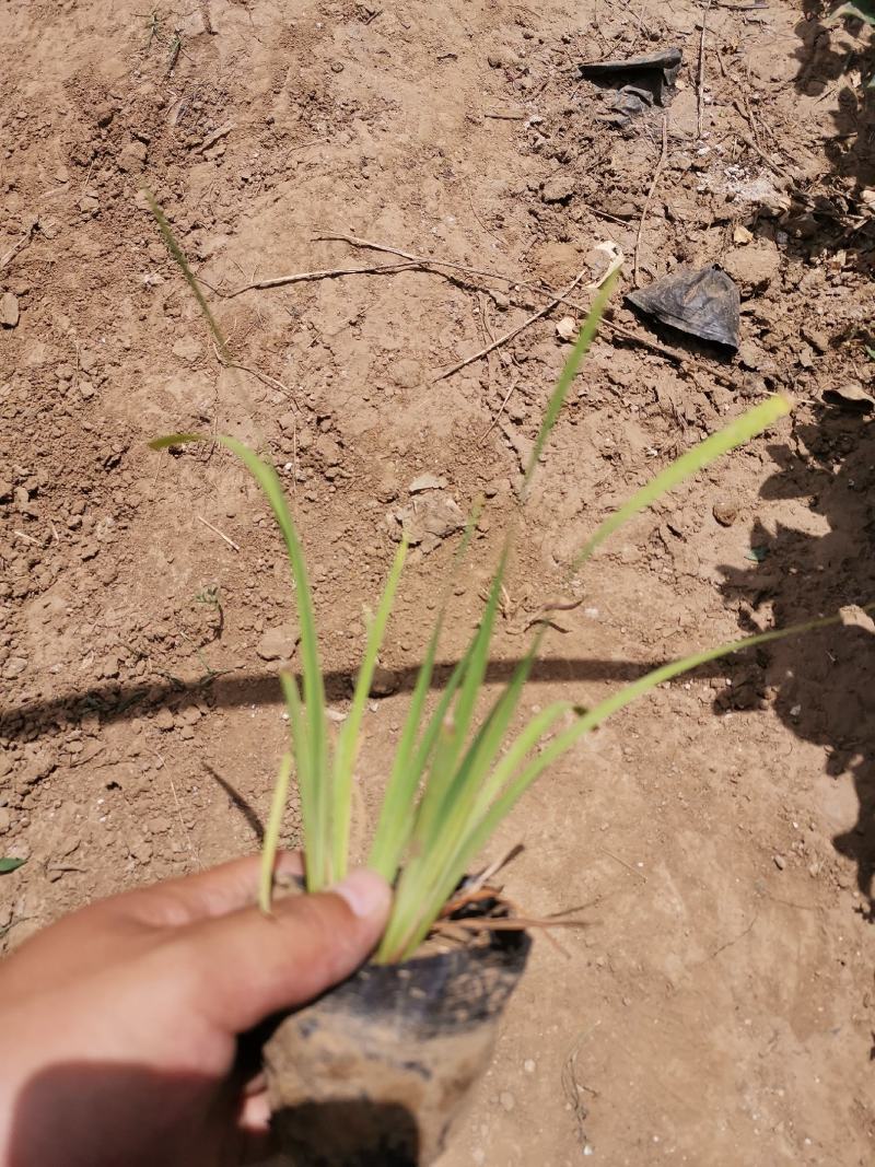 菖蒲花菖蒲基地有货大量供应物优价廉