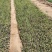 菖蒲花菖蒲基地有货大量供应物优价廉