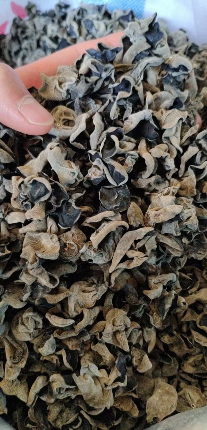 1.8黑木耳身干无杂量大从优支持一件代发