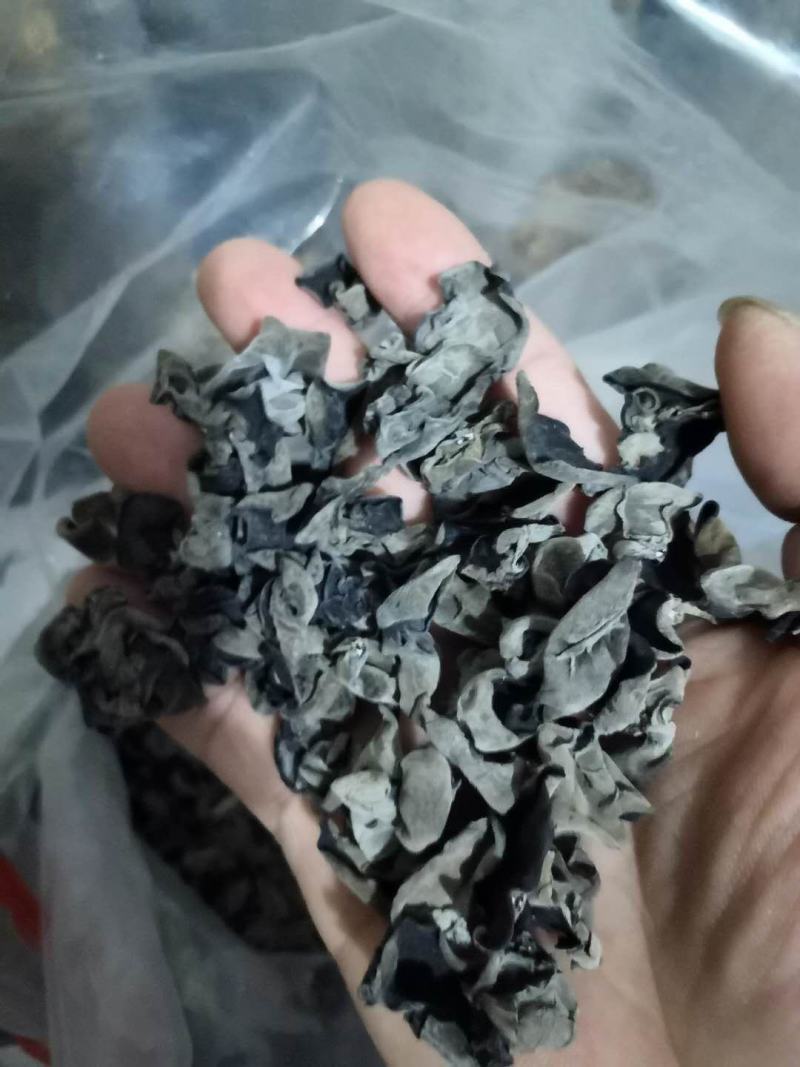 1.8黑木耳身干无杂量大从优支持一件代发